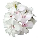 Bild von Geranium Hang P12 Double Royal White